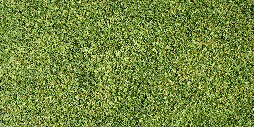 How To Putt on Poa Annua
